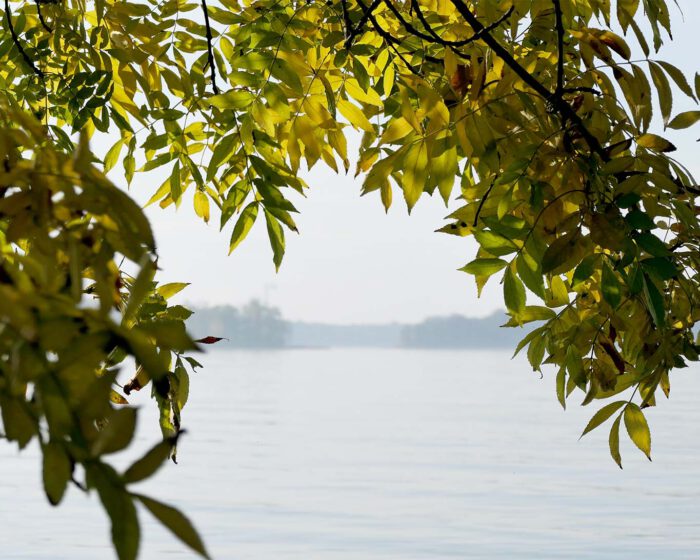 Eschenzweige im Herbst mit den typisch gefiederten Blättern am Ufer des Schweriner Sees.