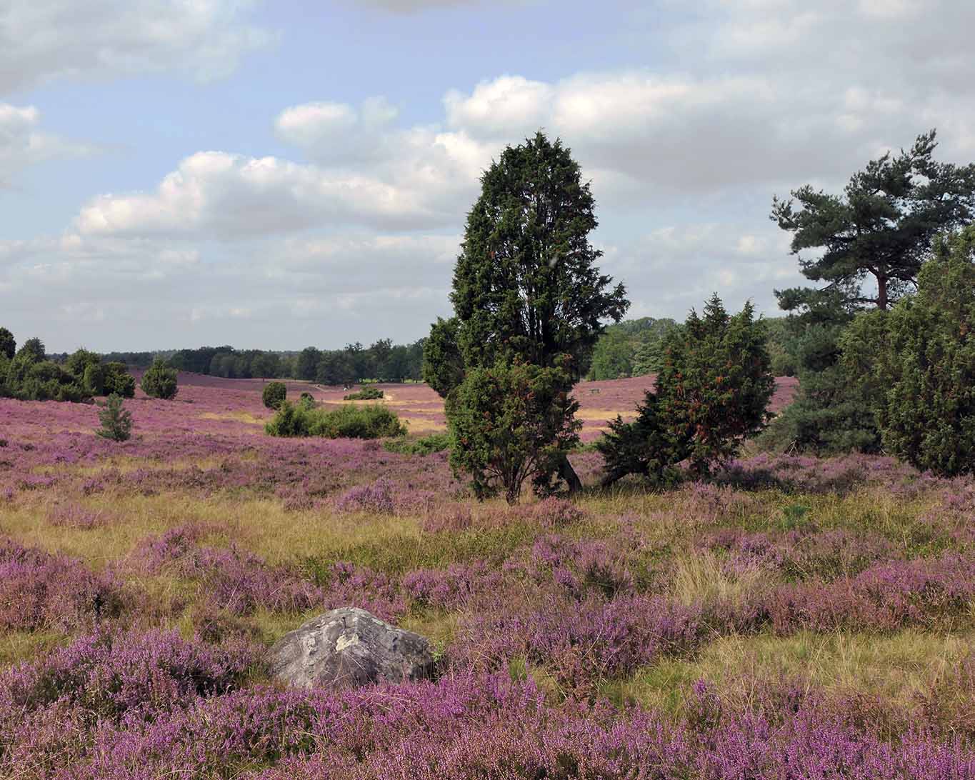 Wacholdersträucher bilden sehr altes Holz und prägen Heidelandschaften wir die weltbekannte Lüneburger Heide im Norden Deutschlands.