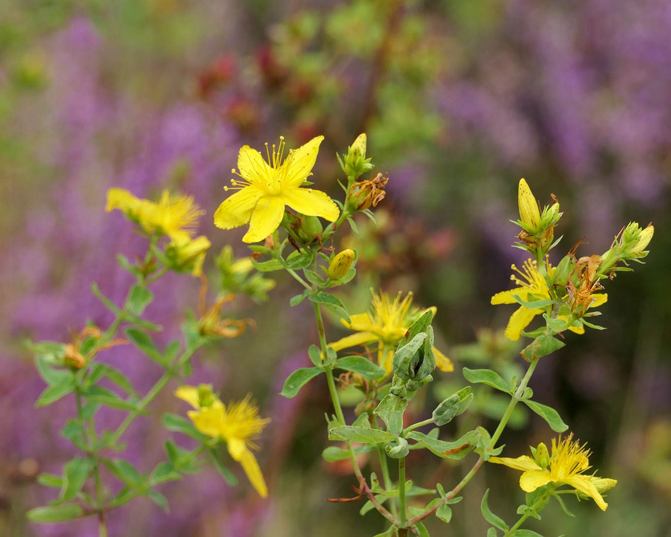 Johanniskrautblüten vor blühendem Heidekraut in der Lüneburger Heide.