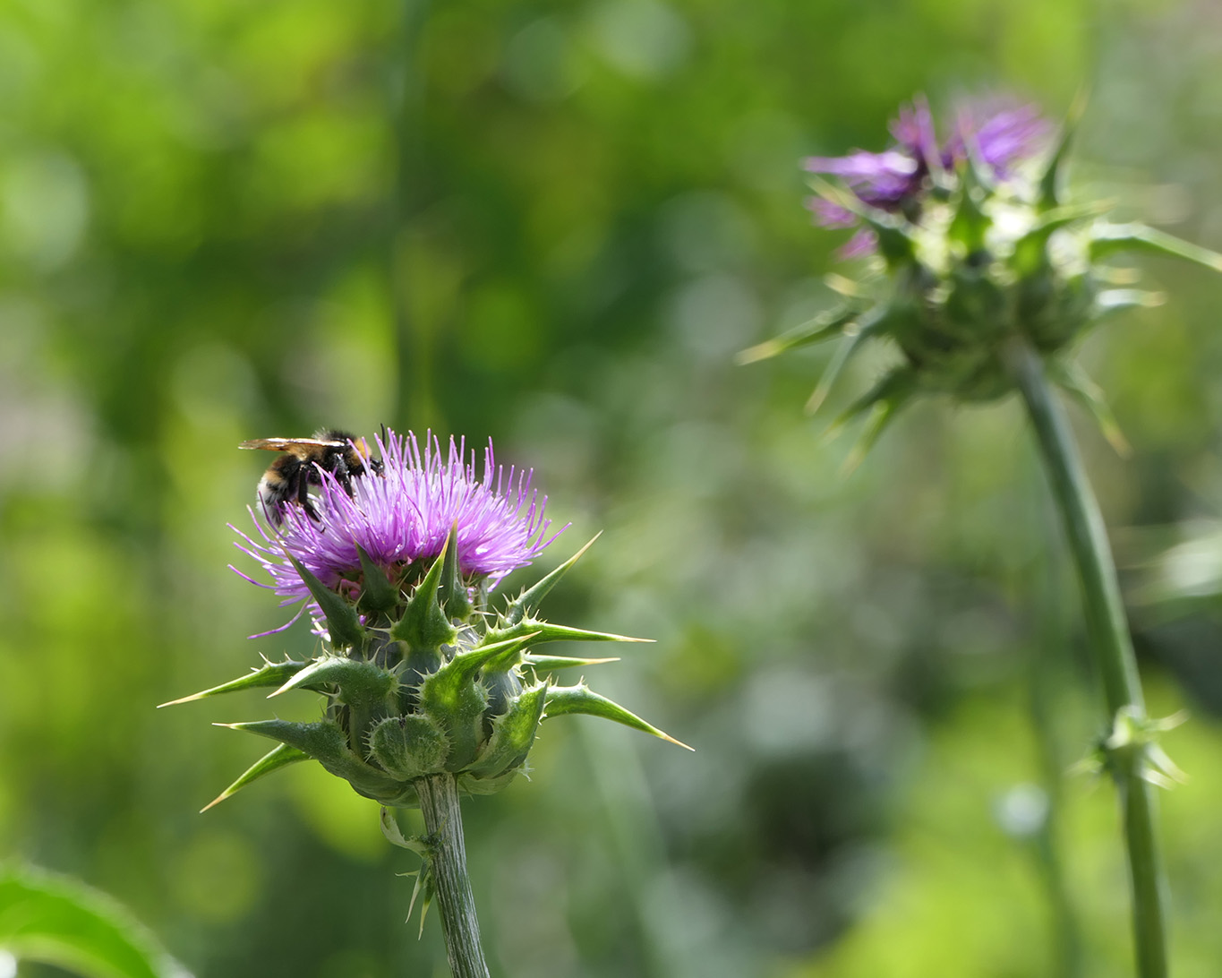 Mariendisteln sind beliebte und wertvolle Futterstellen für zahlreiche Insekten. Die Hummel findet im rosafarbenen Blütensessel der Mariendistel wertvolle Nahrung.