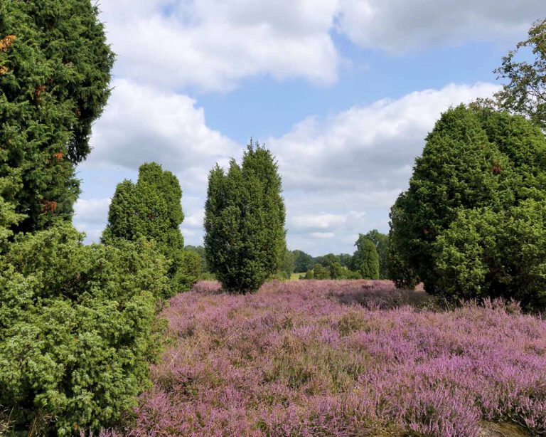 Wacholderwald in der blühenden Lüneburger Heide