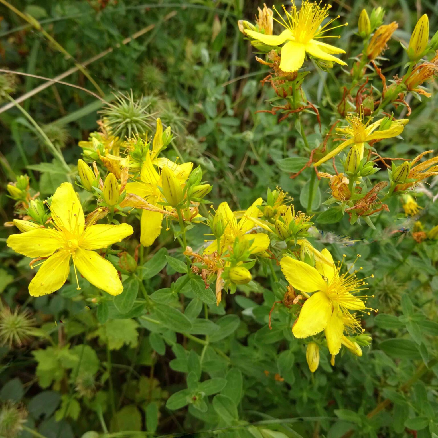 Johanniskraut - allein die Blüten stimmen froh – Wiesenwohl