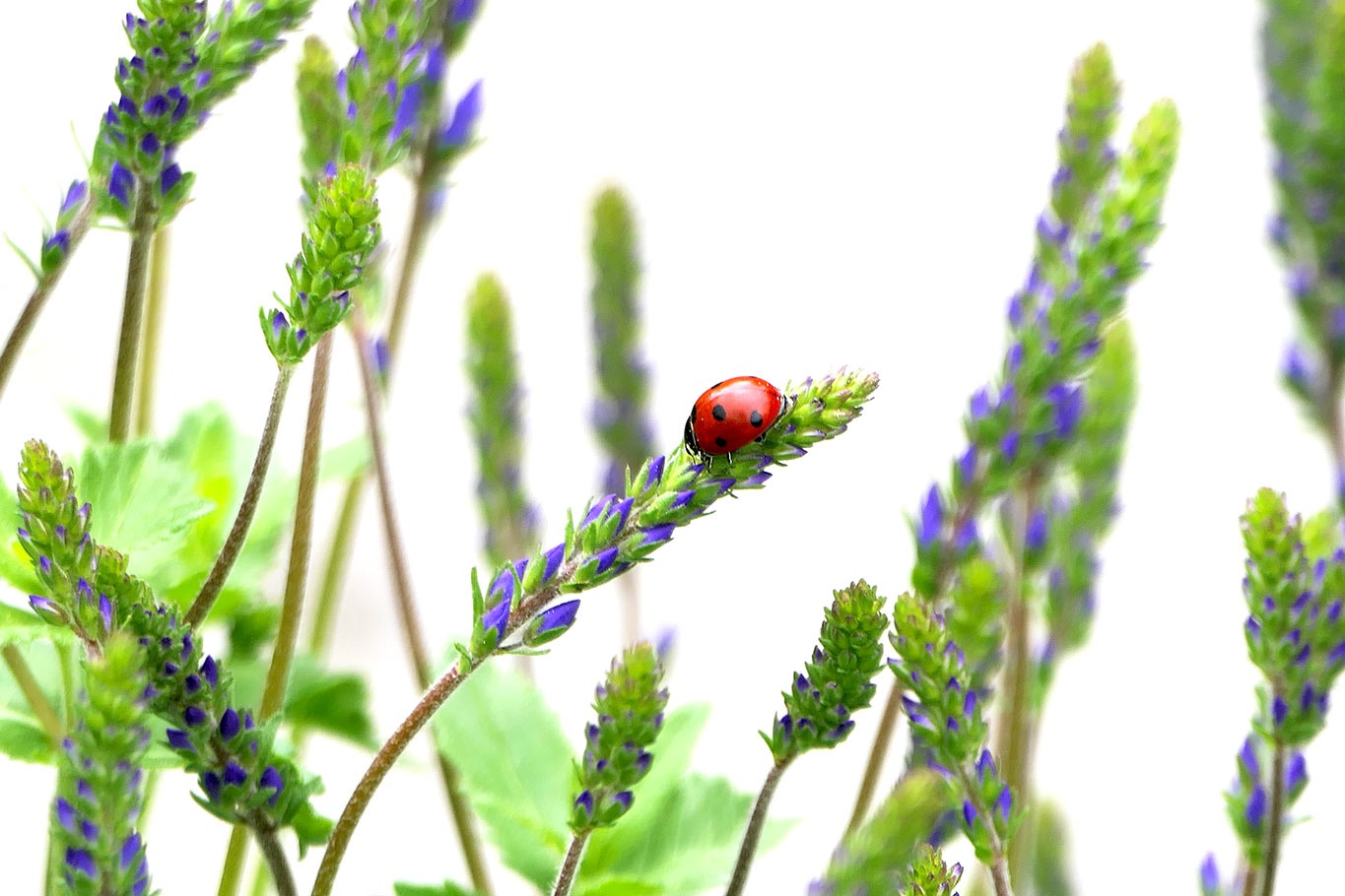 Langblättriges Ehrenpreis ist eine gute Nahrungsquelle für Insekten und wurde 2018 zur Blume des Jahres gekürt.