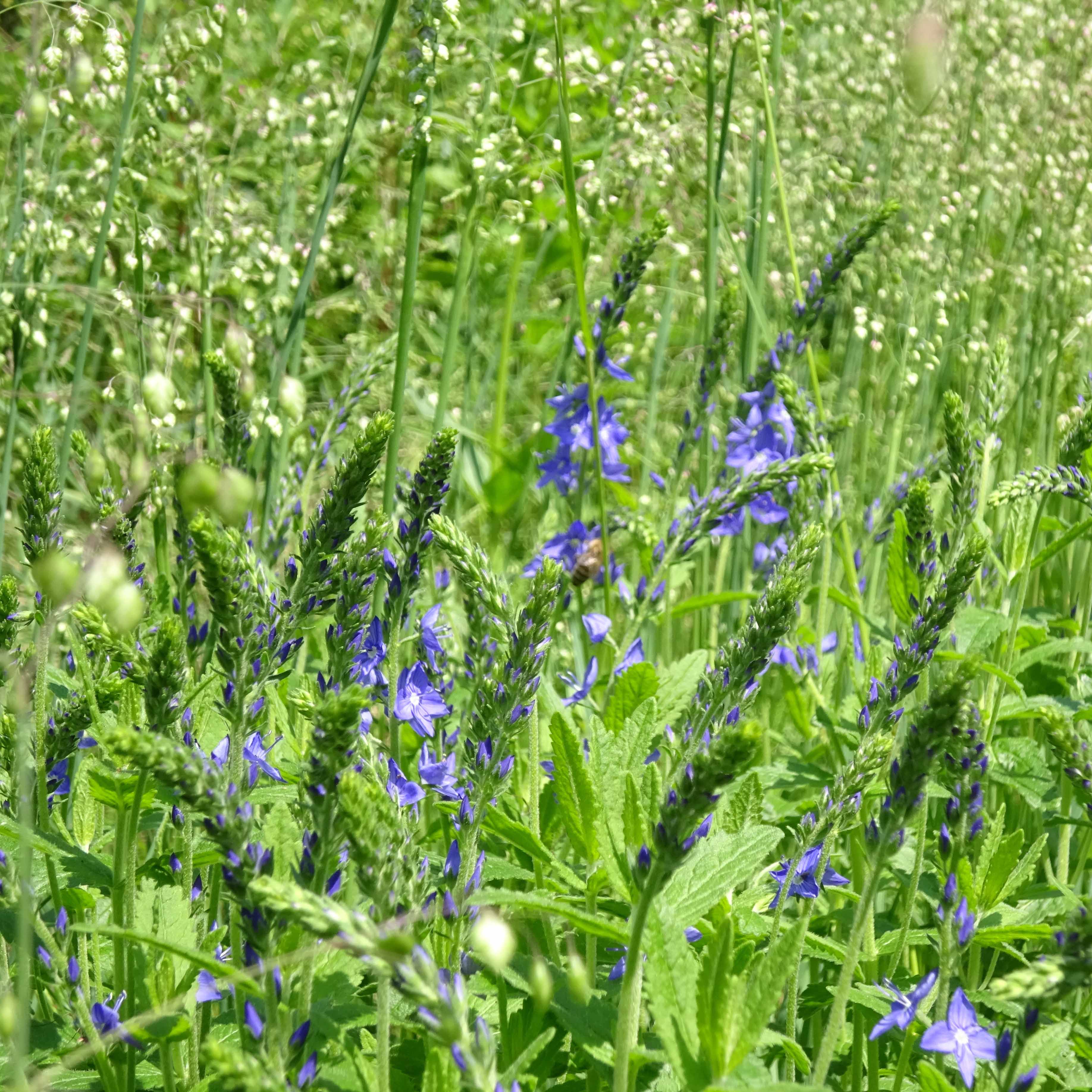 Langblättriges Ehrenpreis - Blume Des Jahres 2018 I Wiesenwohl