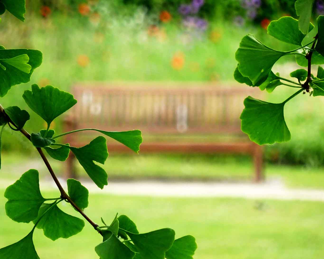 Ginkgo mit Bank im Heilpflanzengarten in Celle