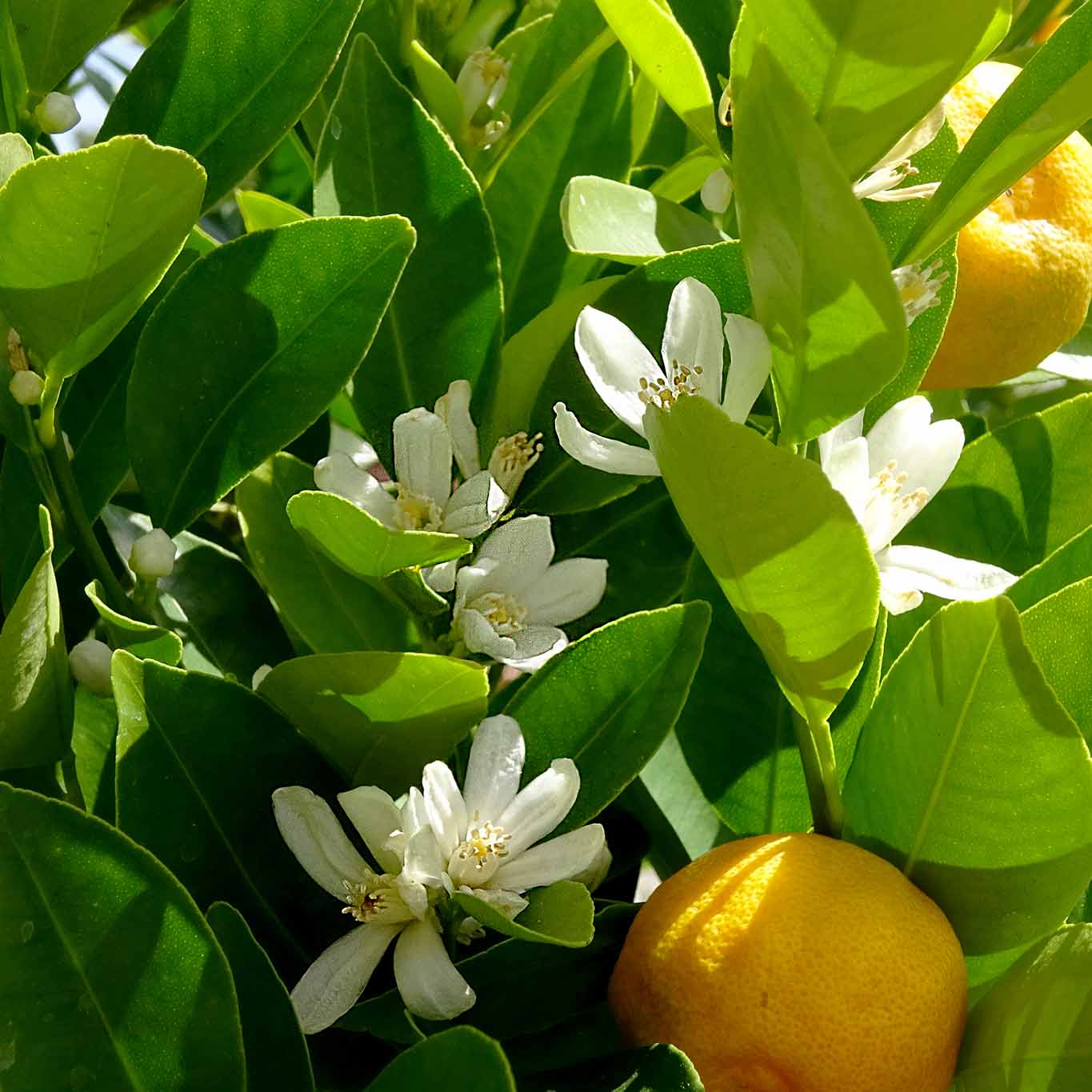 Orangenblüten - duftende weisse Sterne – Wiesenwohl