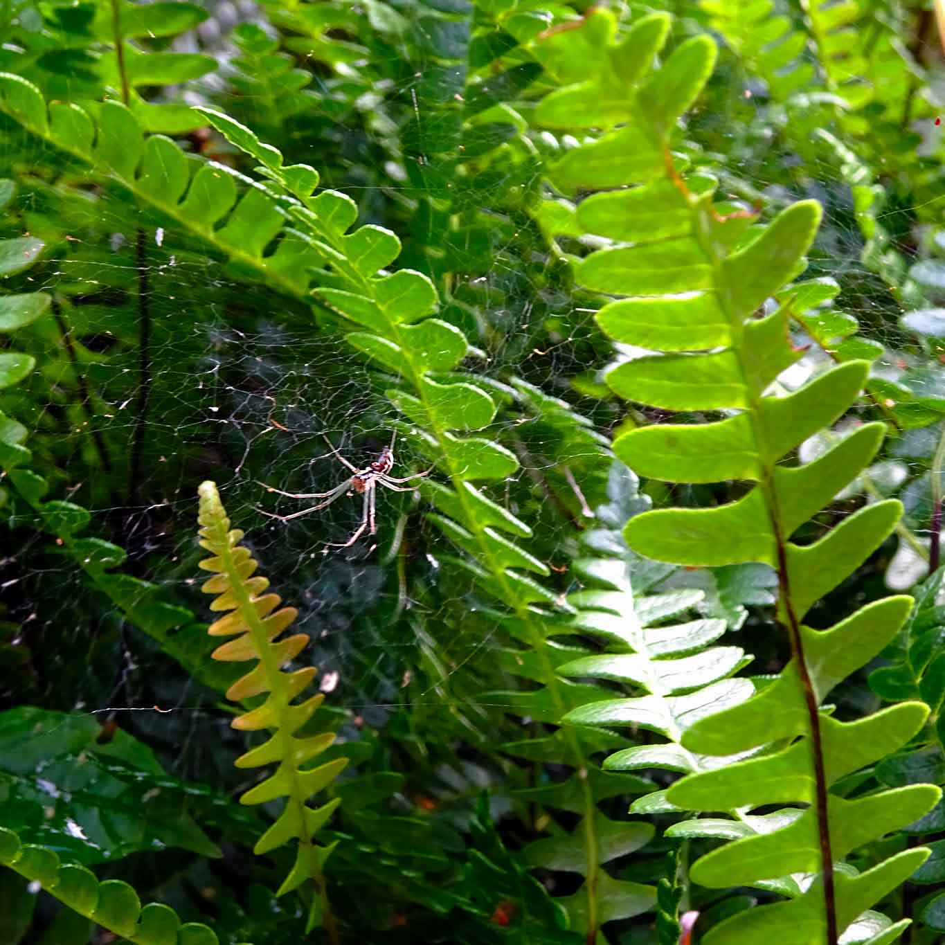 Tüpfelfarn ist ein einheimischer wintergrüner Waldbewohner mit gegenständig gefiedertem Blattwerk.