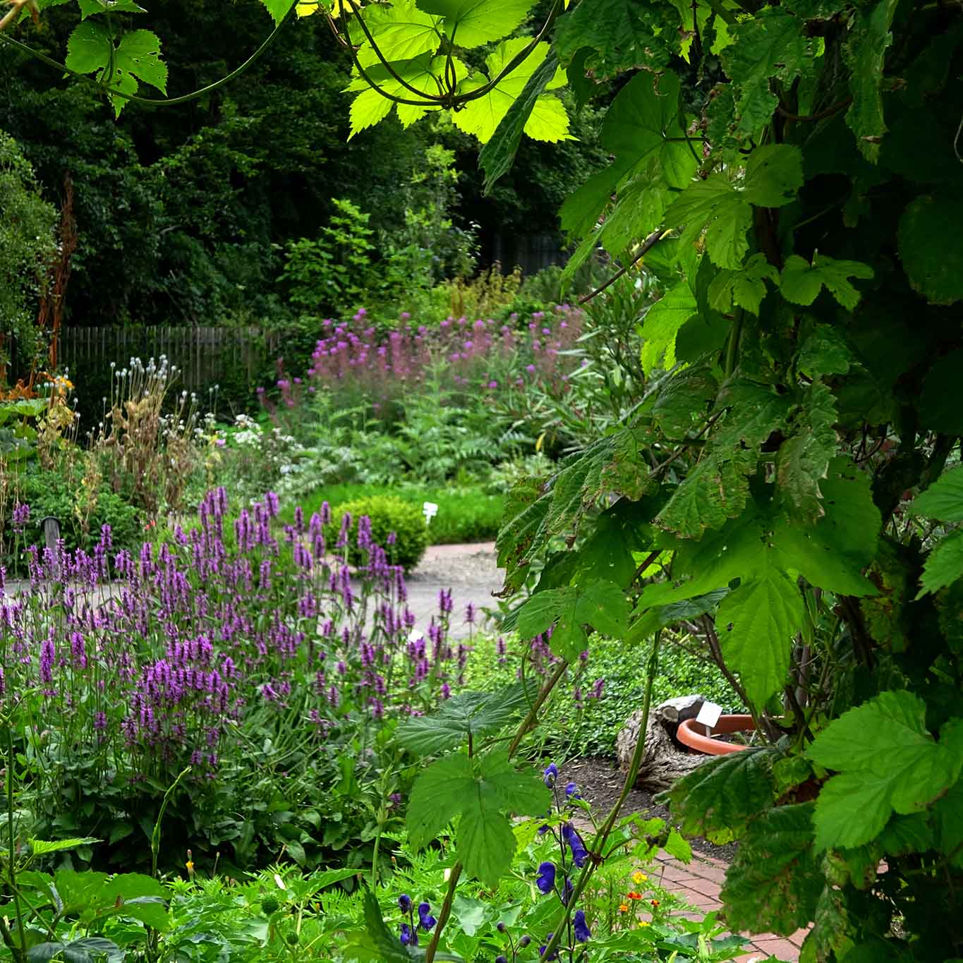 Botanischer Garten der Universität Kiel - ein Landschaftspark I Wiesenwohl