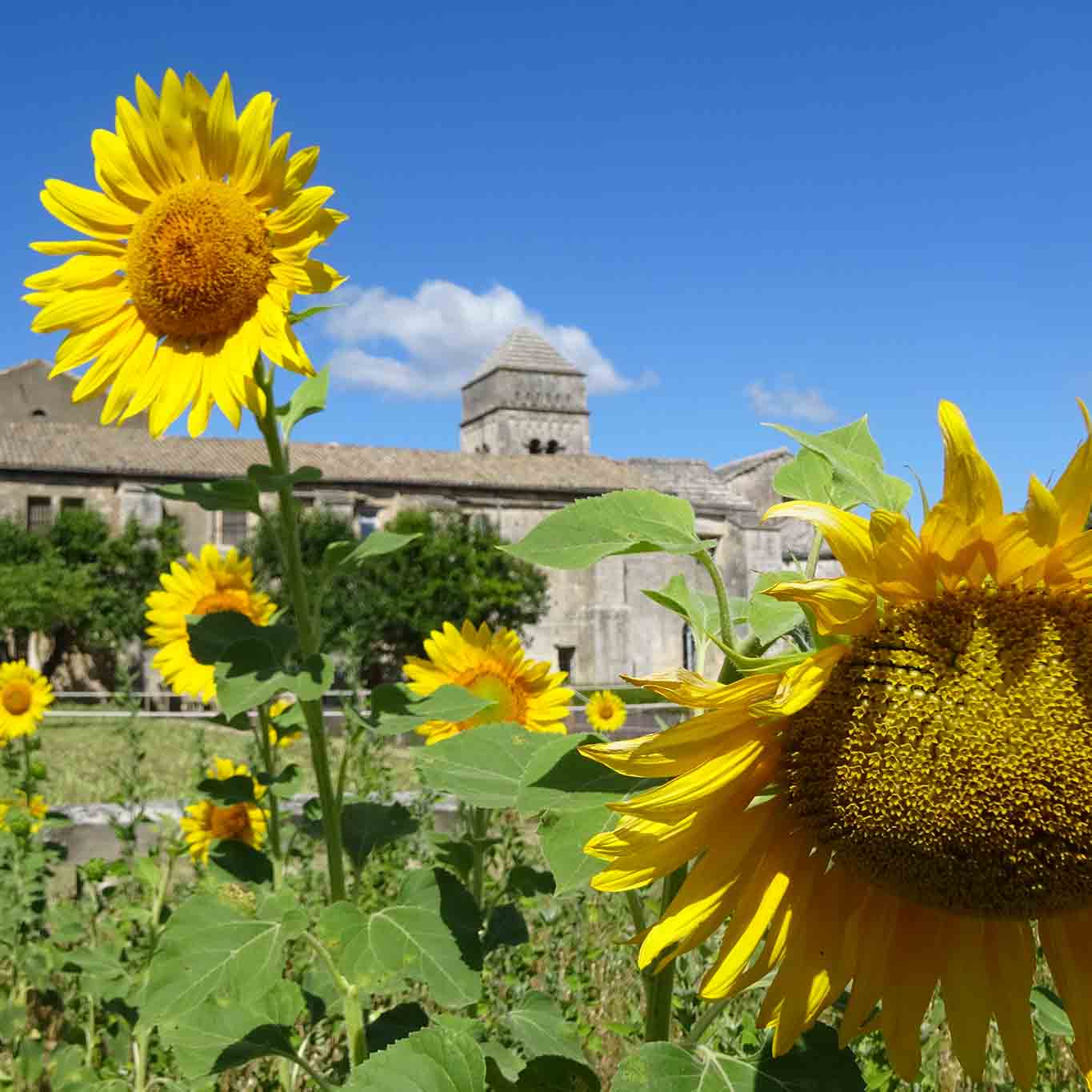 Sonnenblumen sind eines der bekanntesten Motive Vincent van Gogh's.