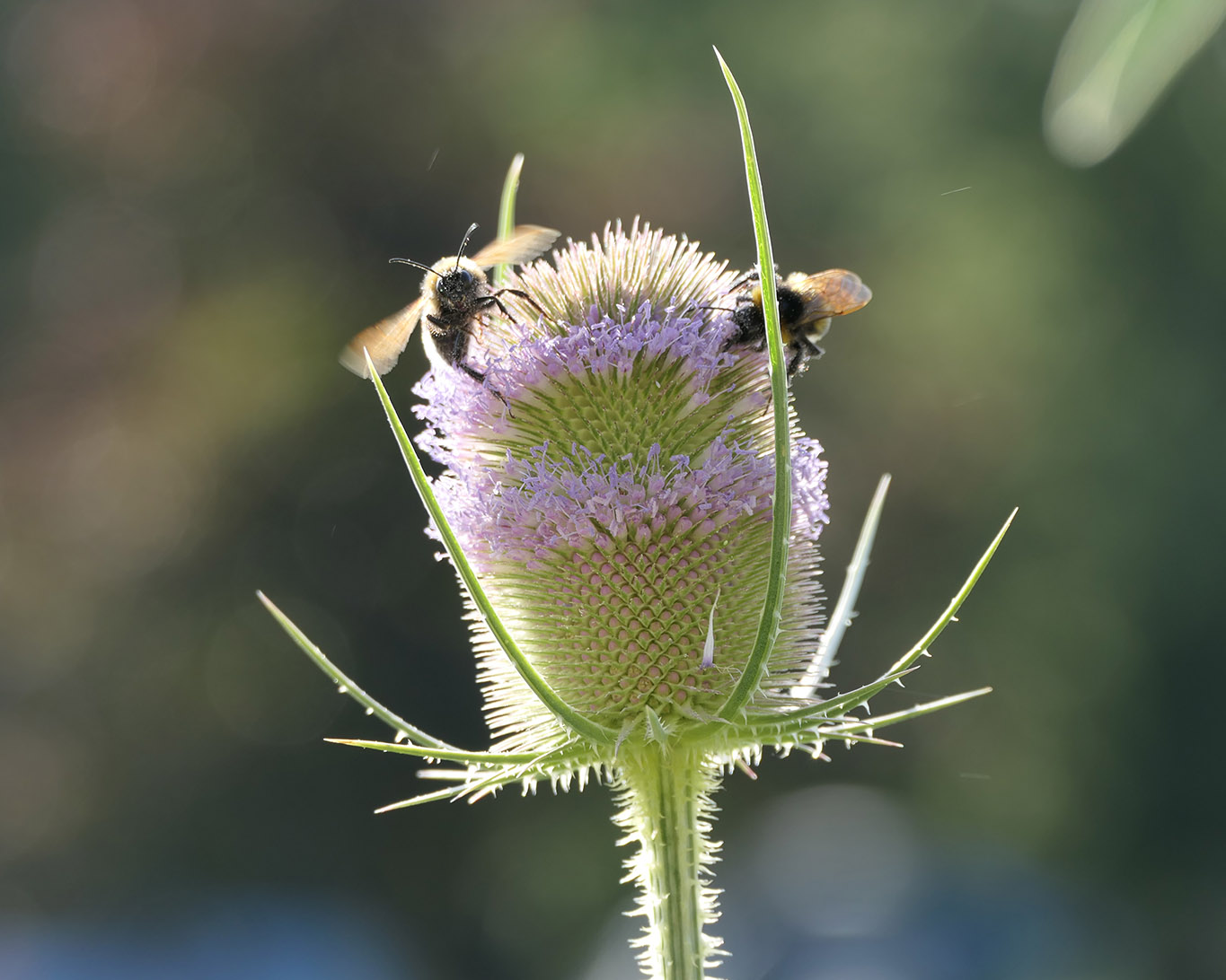 Wilde Karde blühend mit Bienen im Klostergarten Huysburg