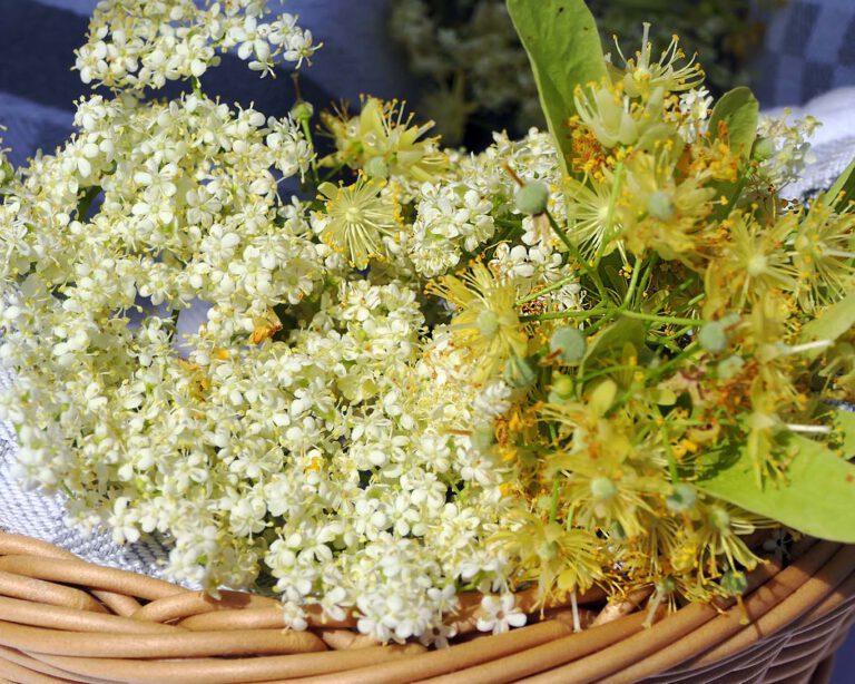 Kräutersammeln im Monat Jun: Lindenblüten und Holunderblüten sind begehrte Heilpflanzen und Heilkräuter.