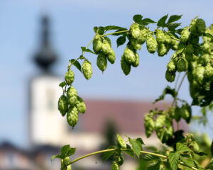 Hopfen im Kräutergarten des Benediktinerstifts Kremsmünster.