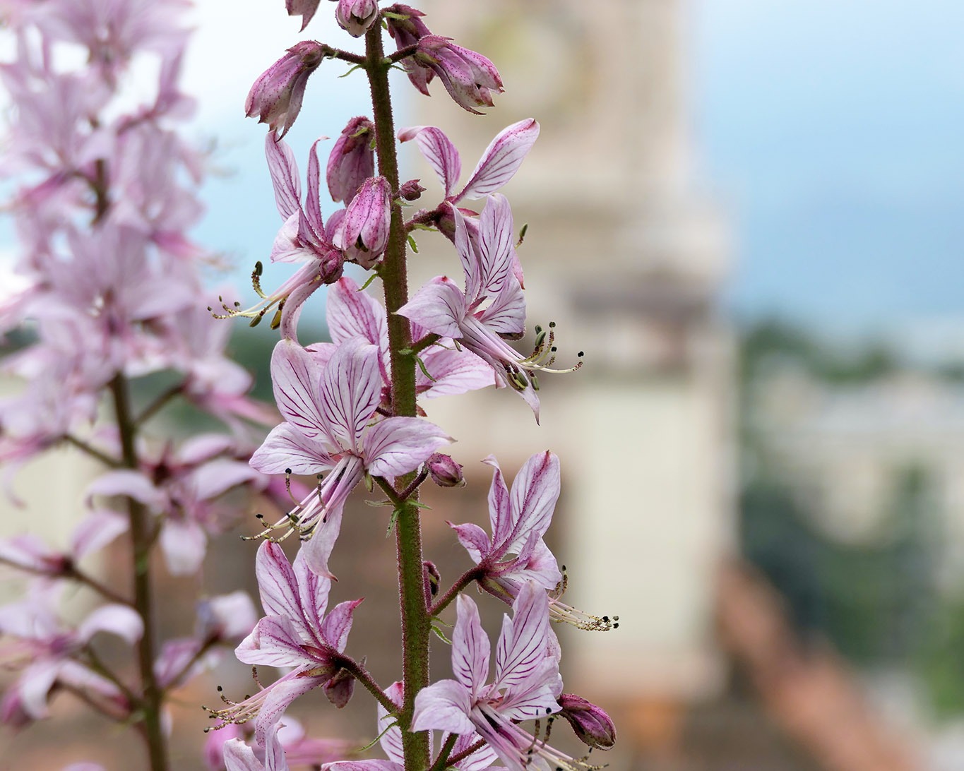 Diptam ist eines der klassichen Schönheiten im Kräutergarten so auch im Orto delle erbe aromatici in Merano.