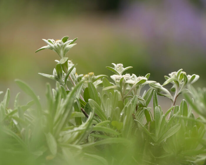 Edelweiss steht unter Naturschutz, daher ist der Anbau lohnenswert.