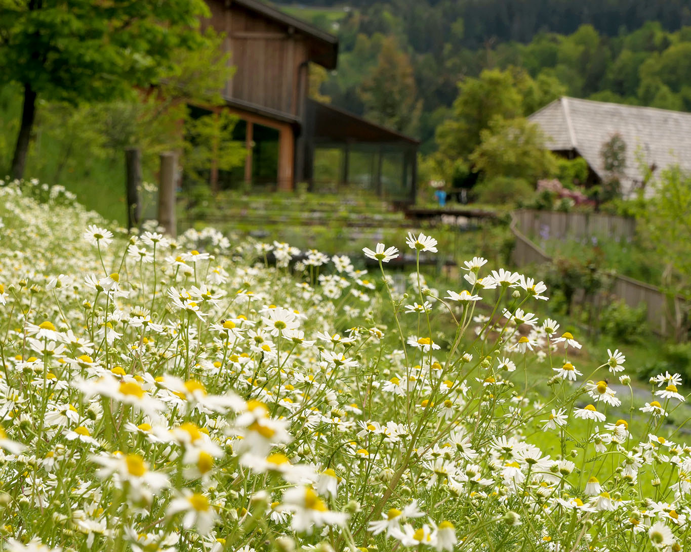 Kamille ist vorherrschend im Anbau auf dem Kräuterhof Pflegerhof bei Seis.