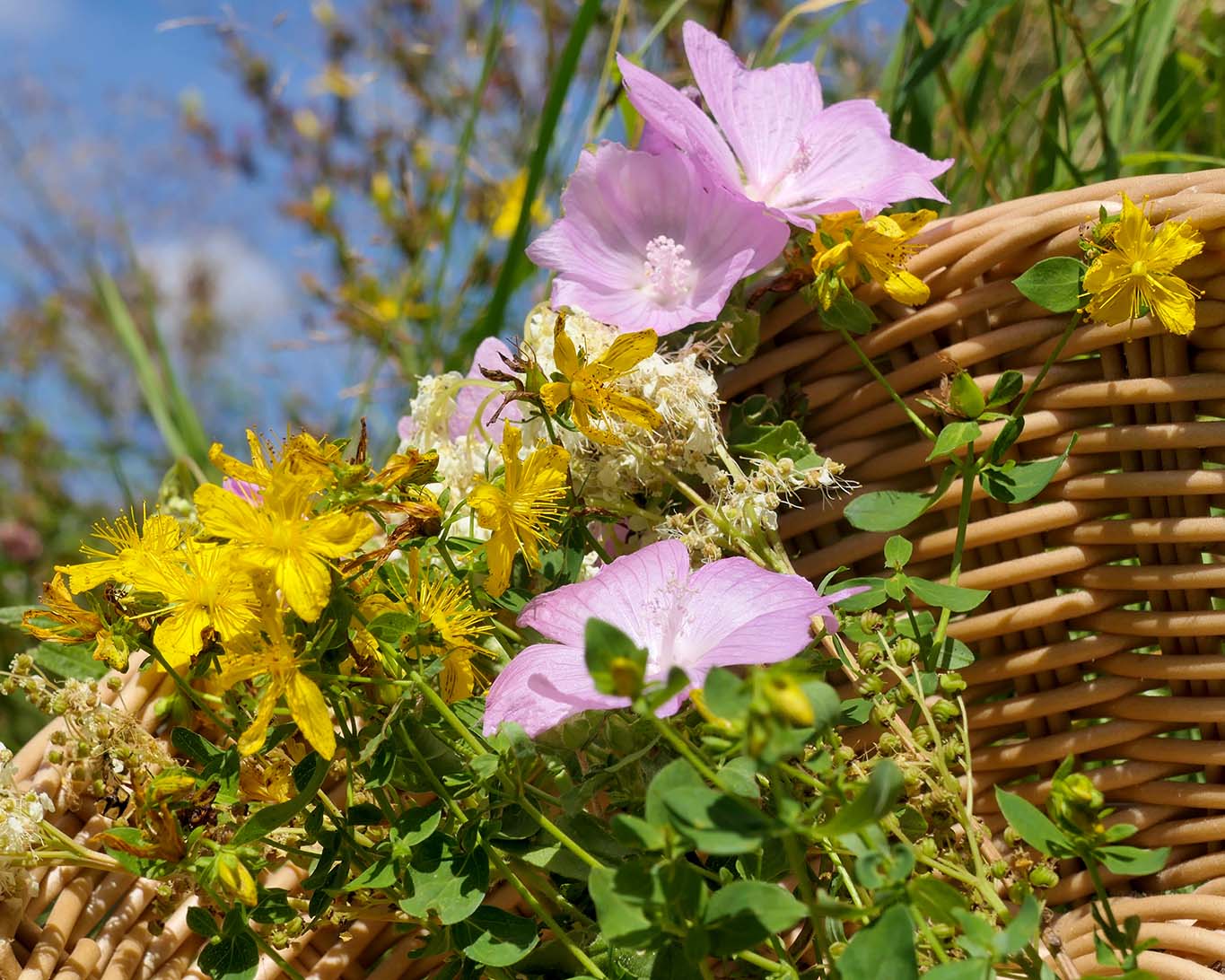 Im Kräuterkorb für den Monat August finden sich in diesem Jahr: Johanniskraut, Malvenblüten und Mädesüss.