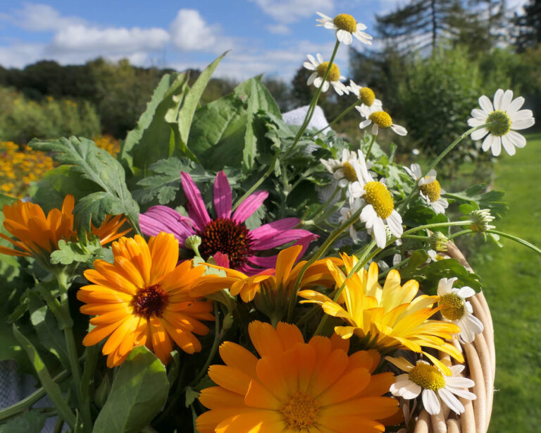 Der Kräuterkorb im Oktober ist gefüllt mit der Ringelblume, dem Roten Sonnenhut und dem Mutterkraut.